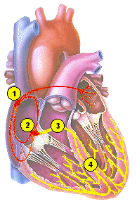 Anatomy of the Heart