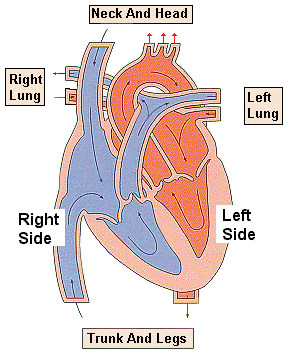 Physiology of the chest and heart